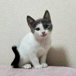 12月15日千代田店に参加するSONADORASの保護猫01