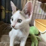 12月15日千代田店に参加するアニマルフレンドの保護猫02