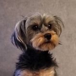 12月15日千代田店に参加するSONADORASの保護猫02