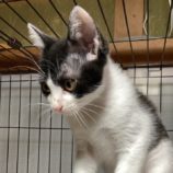 12月15日千代田店に参加するアニマルフレンドの保護猫03
