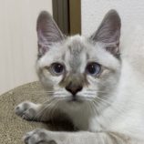 12月15日千代田店に参加するSONADORASの保護猫03