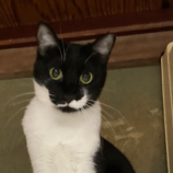 12月15日千代田店に参加するアニマルフレンドの保護猫04