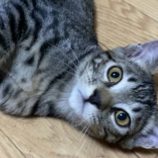 12月15日千代田店に参加するSONADORASの保護猫04