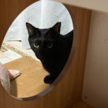 12月15日千代田店に参加するアニマルフレンドの保護猫05