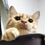 12月15日千代田店に参加するSONADORASの保護猫05