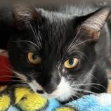 12月15日千代田店に参加するアニマルフレンドの保護猫06