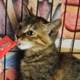 12月15日千代田店に参加するSONADORASの保護猫07