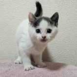 12月15日千代田店に参加するSONADORASの保護猫08