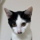 12月15日千代田店に参加するSONADORASの保護猫09