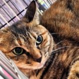 12月15日千代田店に参加するSONADORASの保護猫10