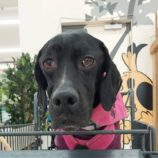 12月15日千代田店に参加するSONADORASの保護猫11