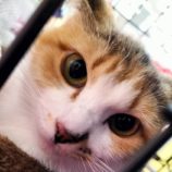 12月15日千代田店に参加するSONADORASの保護猫12