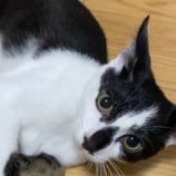 12月15日千代田店に参加するSONADORASの保護猫07