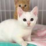 12月8日ひたちなか店に参加するネコスペ事務局の保護猫01