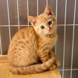 12月8日ひたちなか店に参加するネコスペ事務局の保護猫02