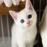 12月8日ひたちなか店に参加するネコスペ事務局の保護猫03