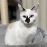 12月8日ひたちなか店に参加するネコスペ事務局の保護猫04