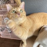 12月8日ひたちなか店に参加するネコスペ事務局の保護猫05