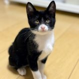 12月8日ひたちなか店に参加するネコスペ事務局の保護猫06