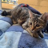 12月8日ひたちなか店に参加するネコスペ事務局の保護猫07