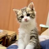 12月8日ひたちなか店に参加するネコスペ事務局の保護猫08