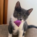 12月8日ひたちなか店に参加するネコスペ事務局の保護猫09