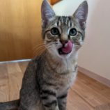 12月8日ひたちなか店に参加するネコスペ事務局の保護猫10