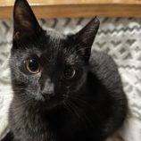 12月8日ひたちなか店に参加するネコスペ事務局の保護猫11