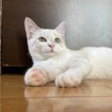 12月8日ひたちなか店に参加するネコスペ事務局の保護猫12