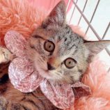 12月8日ひたちなか店に参加するネコスペ事務局の保護猫13