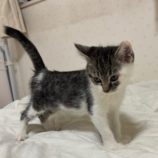 12月8日ひたちなか店に参加するネコスペ事務局の保護猫14