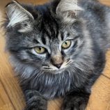 12月8日ひたちなか店に参加するネコスペ事務局の保護猫15