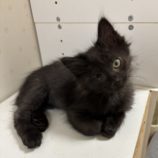 12月8日ひたちなか店に参加するネコスペ事務局の保護猫16