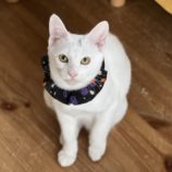 12月8日ひたちなか店に参加するネコスペ事務局の保護猫17