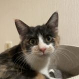 12月8日ひたちなか店に参加するネコスペ事務局の保護猫18