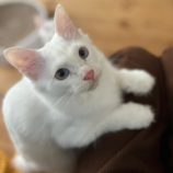 12月8日ひたちなか店に参加するネコスペ事務局の保護猫19