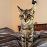 12月8日ひたちなか店に参加するネコスペ事務局の保護猫20