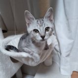 12月8日ひたちなか店に参加するネコスペ事務局の保護猫21