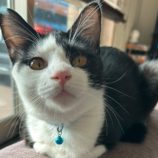 12月8日ひたちなか店に参加するネコスペ事務局の保護猫22