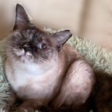 12月8日ひたちなか店に参加するネコスペ事務局の保護猫23