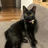 12月8日ひたちなか店に参加するネコスペ事務局の保護猫24