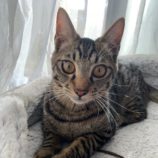 12月8日ひたちなか店に参加するネコスペ事務局の保護猫25