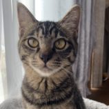 12月8日ひたちなか店に参加するネコスペ事務局の保護猫28