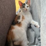 12月8日ひたちなか店に参加するネコスペ事務局の保護猫29