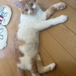 12月8日ひたちなか店に参加するネコスペ事務局の保護猫30