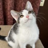 12月15日にはちなか店に参加するホーリーキャットの保護猫02