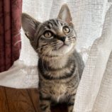 12月15日にはちなか店に参加するホーリーキャットの保護猫04