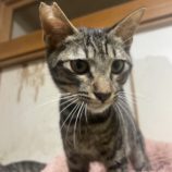 12月15日にはちなか店に参加するホーリーキャットの保護猫09