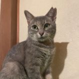 12月15日にはちなか店に参加するホーリーキャットの保護猫12