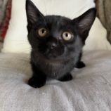 12月15日にはちなか店に参加するホーリーキャットの保護猫13